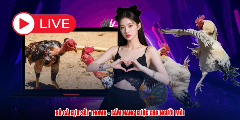 Đá Gà Cựa Sắt Thomo Không Đơn Thuần Thu Hút Bởi Các Hiệp Đấu Gay Cấn Mà Còn Chinh Phục Thành Viên Nhờ Chương Trình Khuyến Mãi Lớn Song Song. Từ Thưởng Tân Thủ, Cashback Thua Lỗ Hàng Tuần Cho Đến Sự Kiện Cược Sôi Động Mỗi Tháng, Từng Chương Trình Luôn Mang Lại Lợi Thế Thực Sự. Cùng Đón Đọc Chi Tiết Qua Bài Viết Tại CWIN.