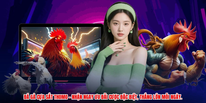 Đá gà cựa sắt Thomo – Nhận ngay ưu đãi cược đặc biệt, thắng lớn mỗi ngày.