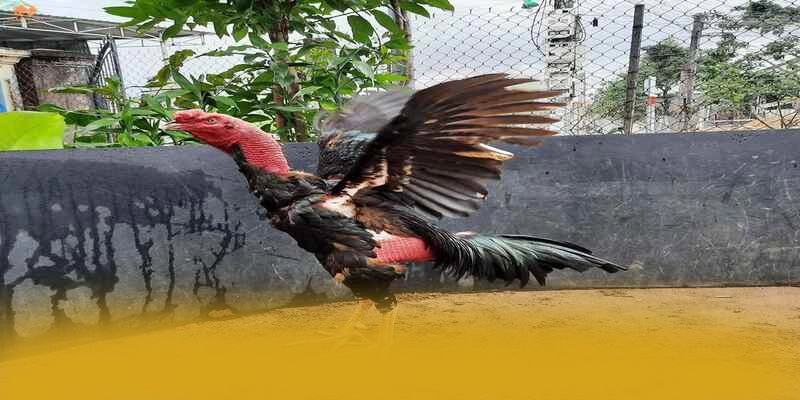 Câu hỏi thường gặp về 8xbet